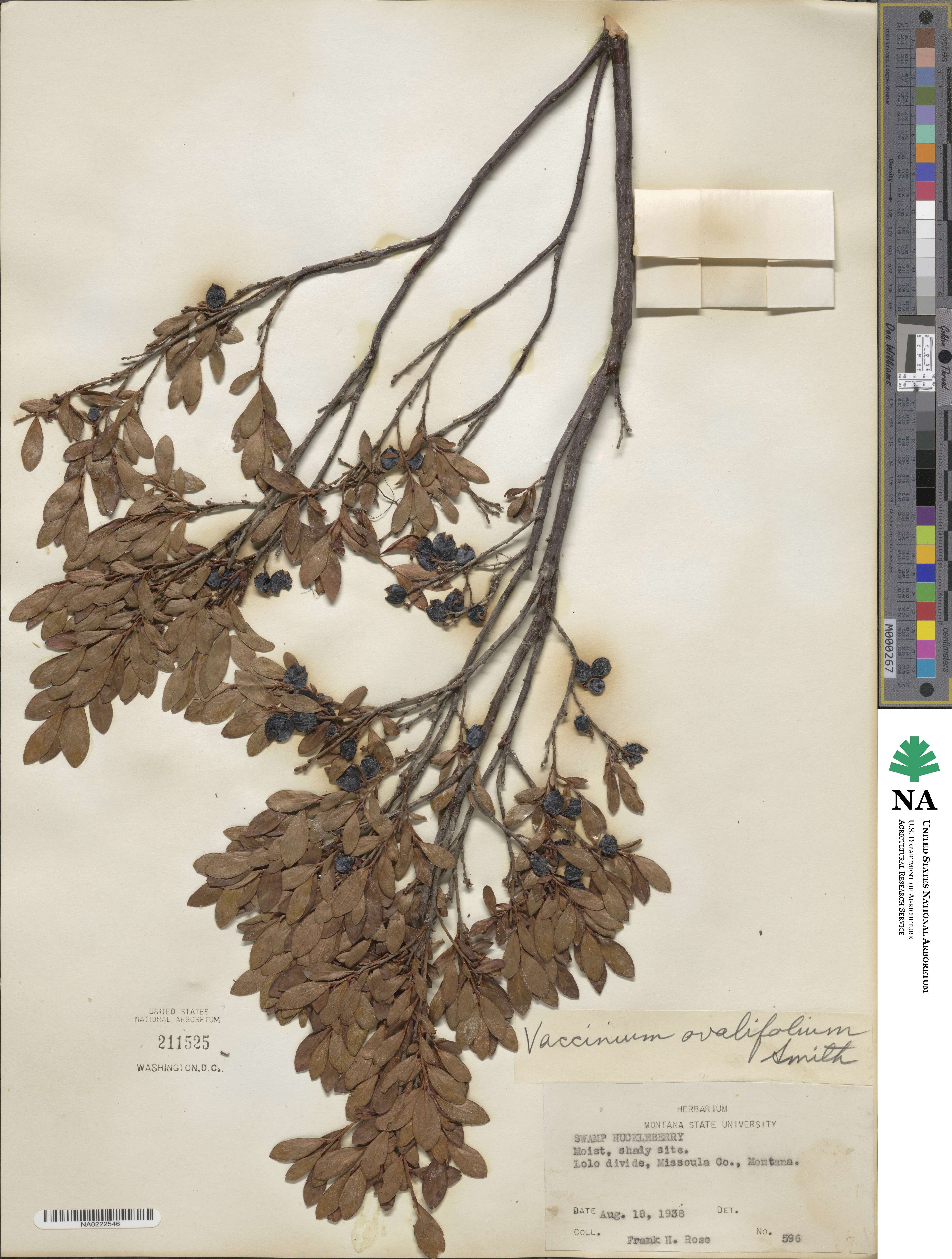 Vaccinium ovalifolium image