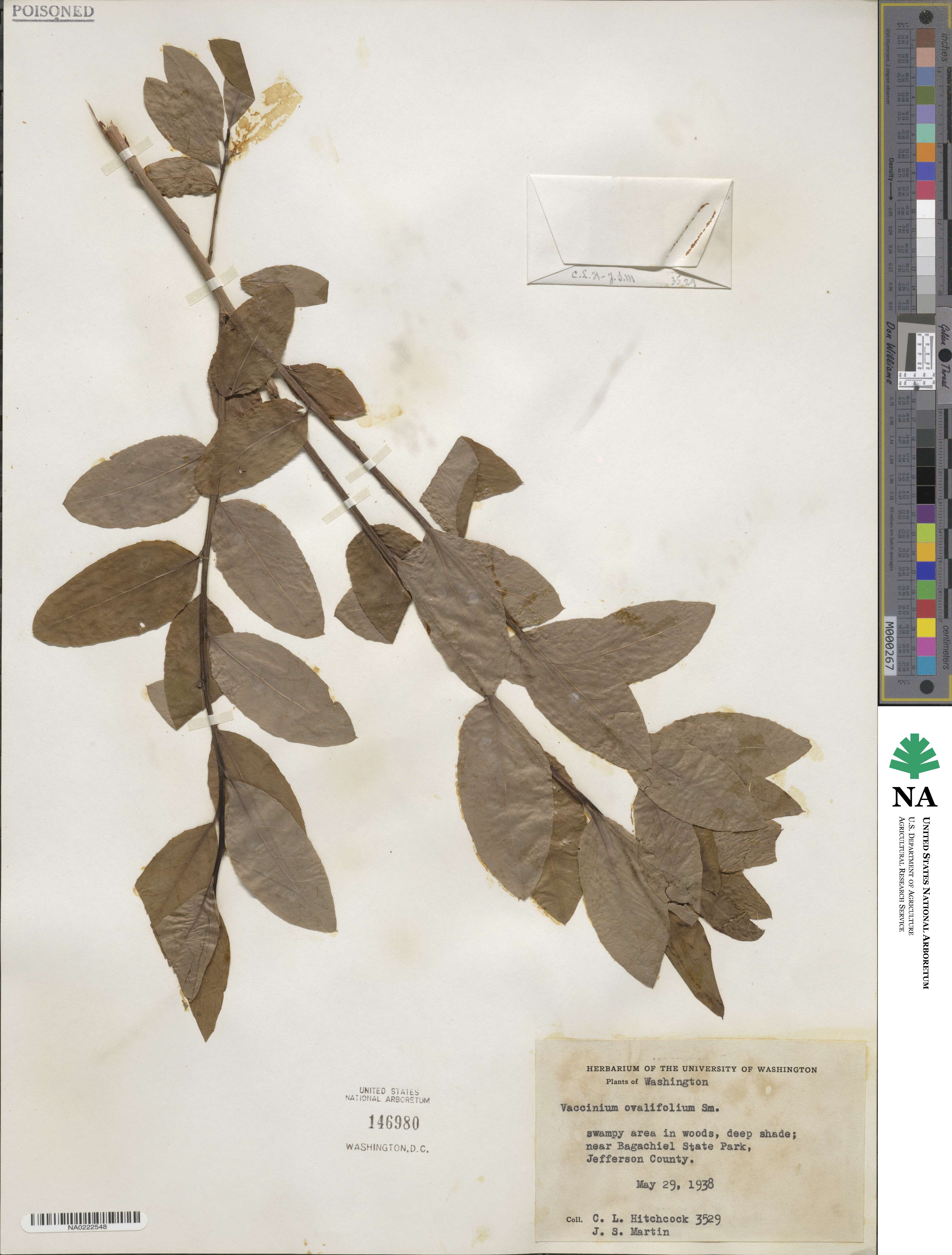 Vaccinium ovalifolium image