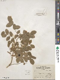 Vaccinium ovalifolium image