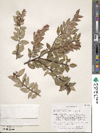 Vaccinium ovatum image