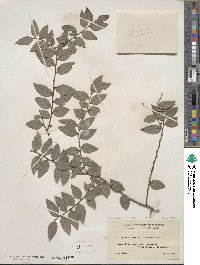 Vaccinium ovatum image