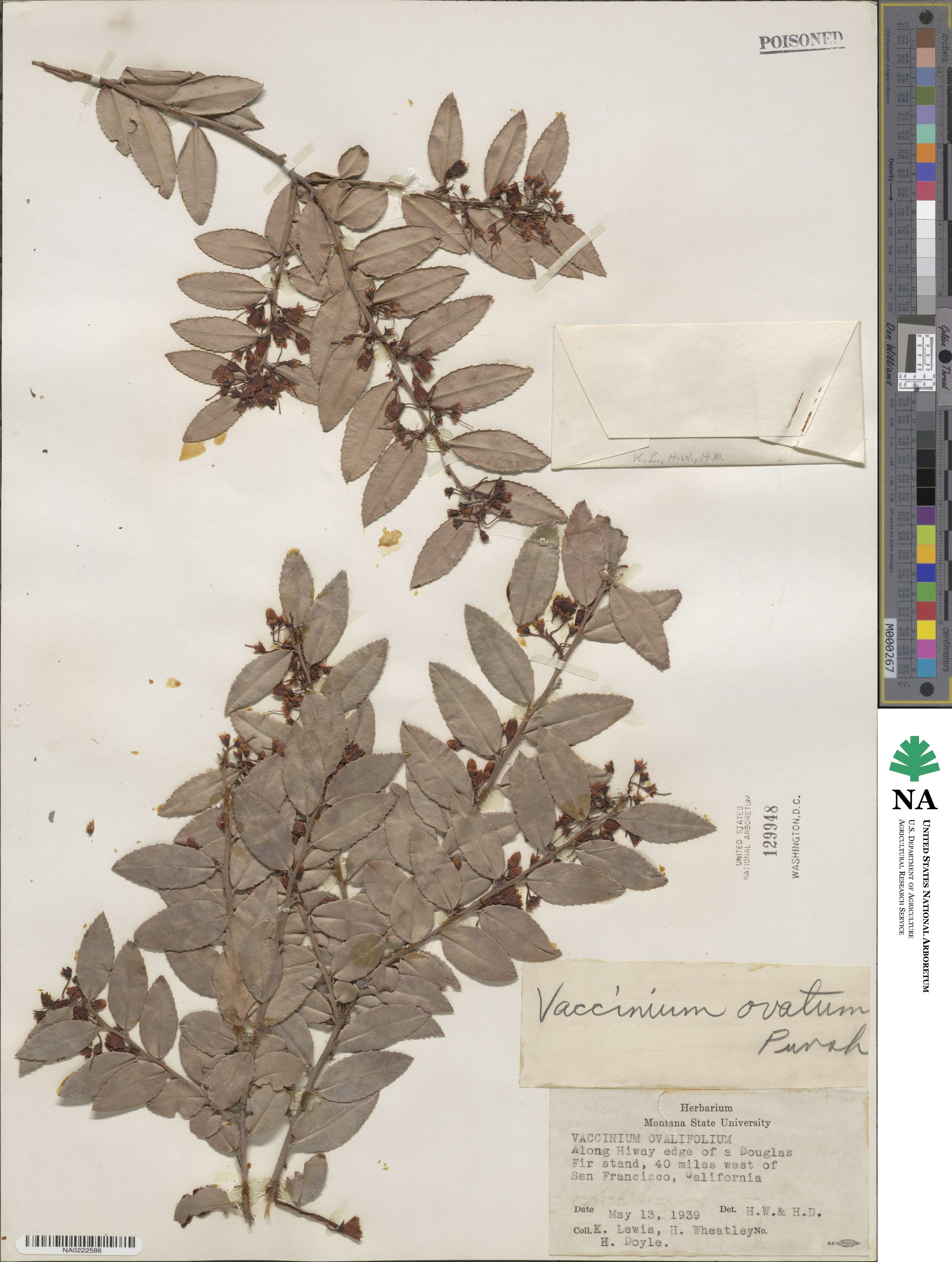 Vaccinium ovatum image