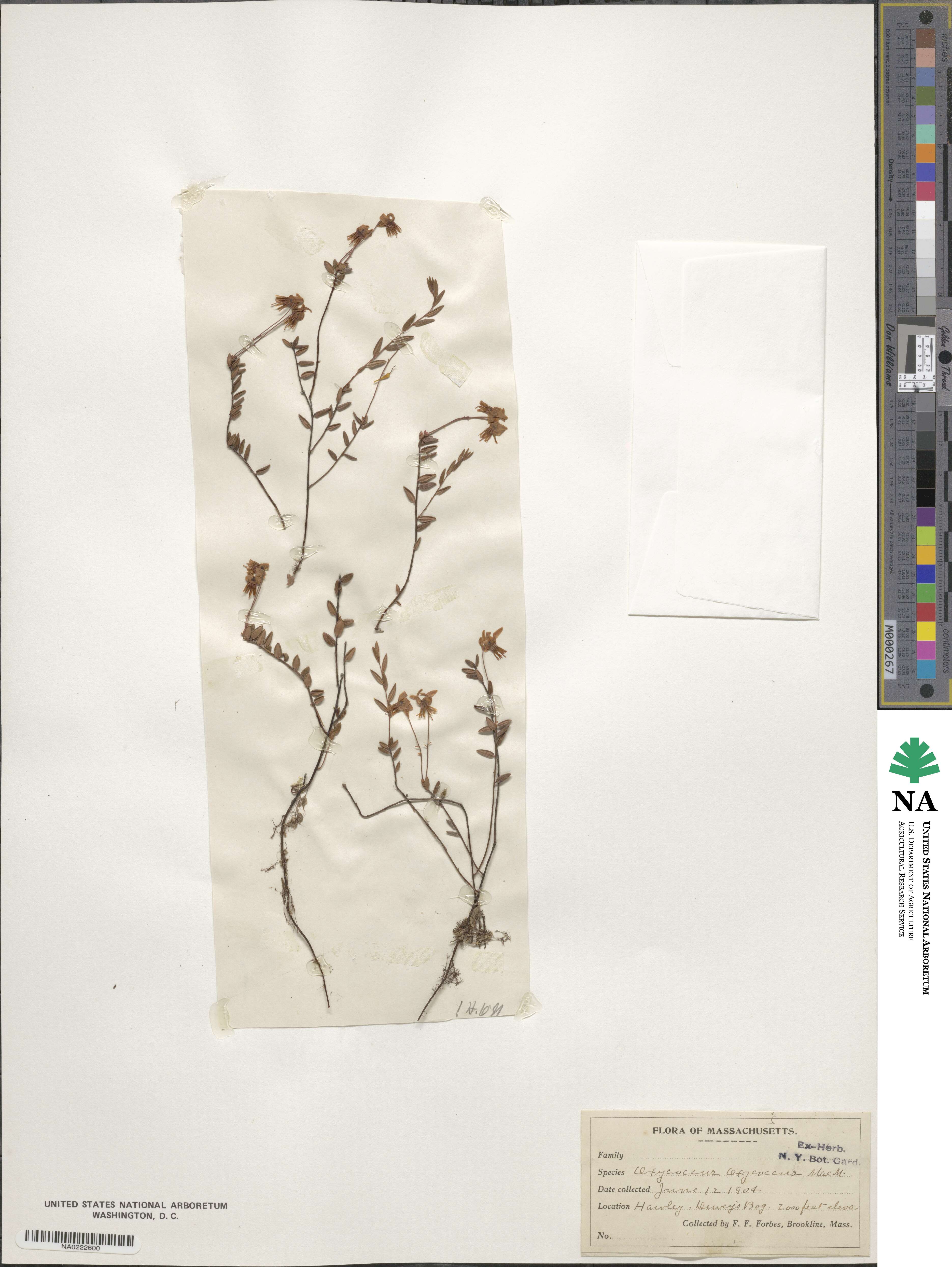 Vaccinium oxycoccos image