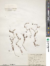 Vaccinium oxycoccos image