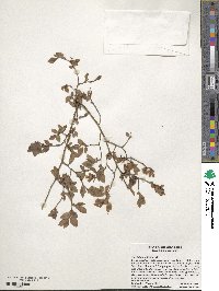 Vaccinium pallidum image