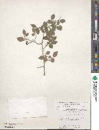 Vaccinium pallidum image