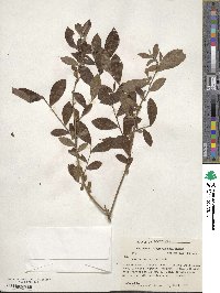 Vaccinium pallidum image