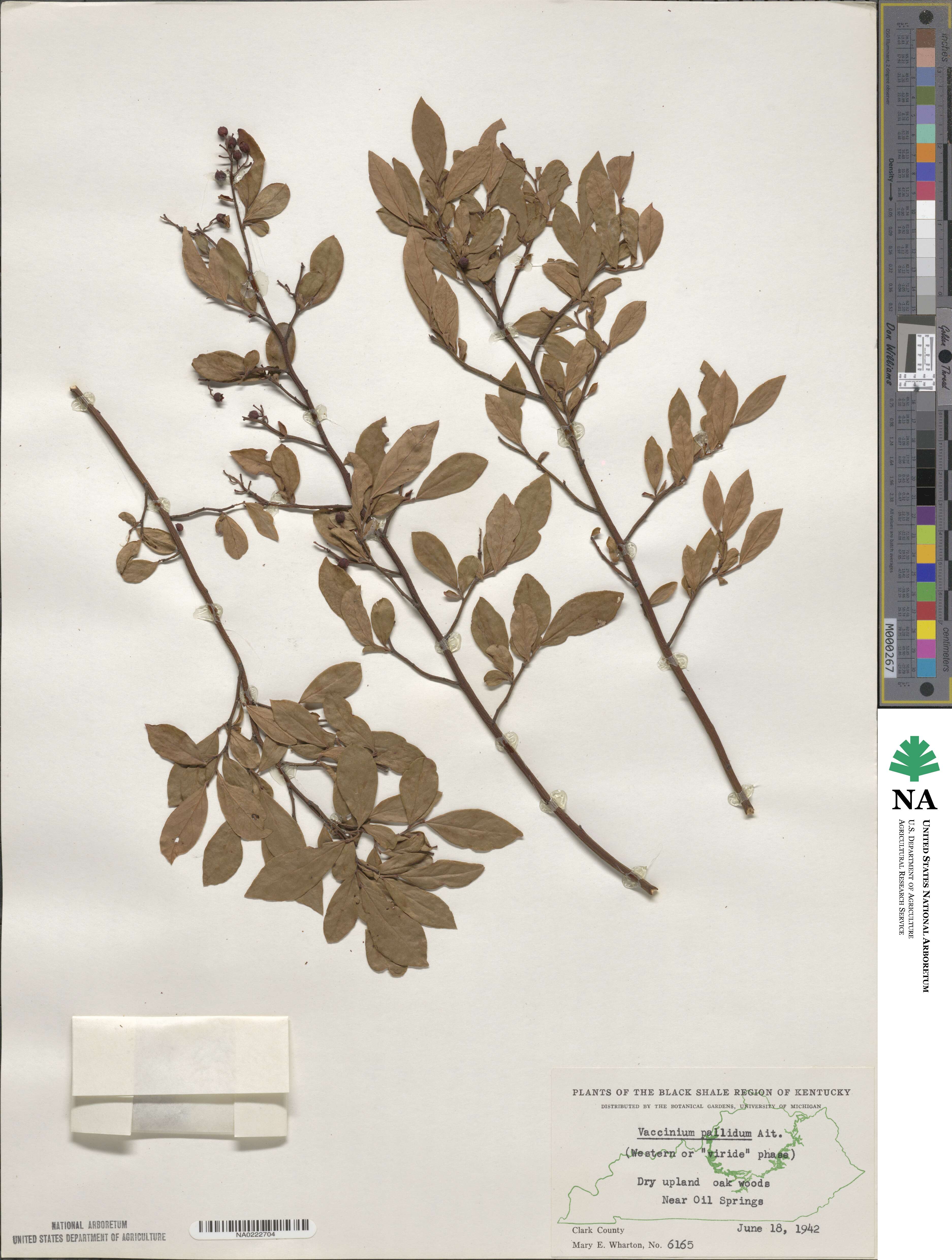 Vaccinium pallidum image
