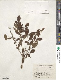 Vaccinium pallidum image