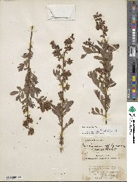 Vaccinium pallidum image