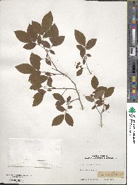 Vaccinium stamineum image