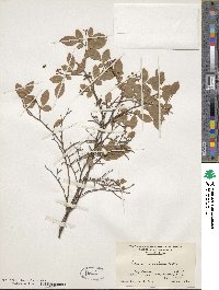 Vaccinium pallidum image