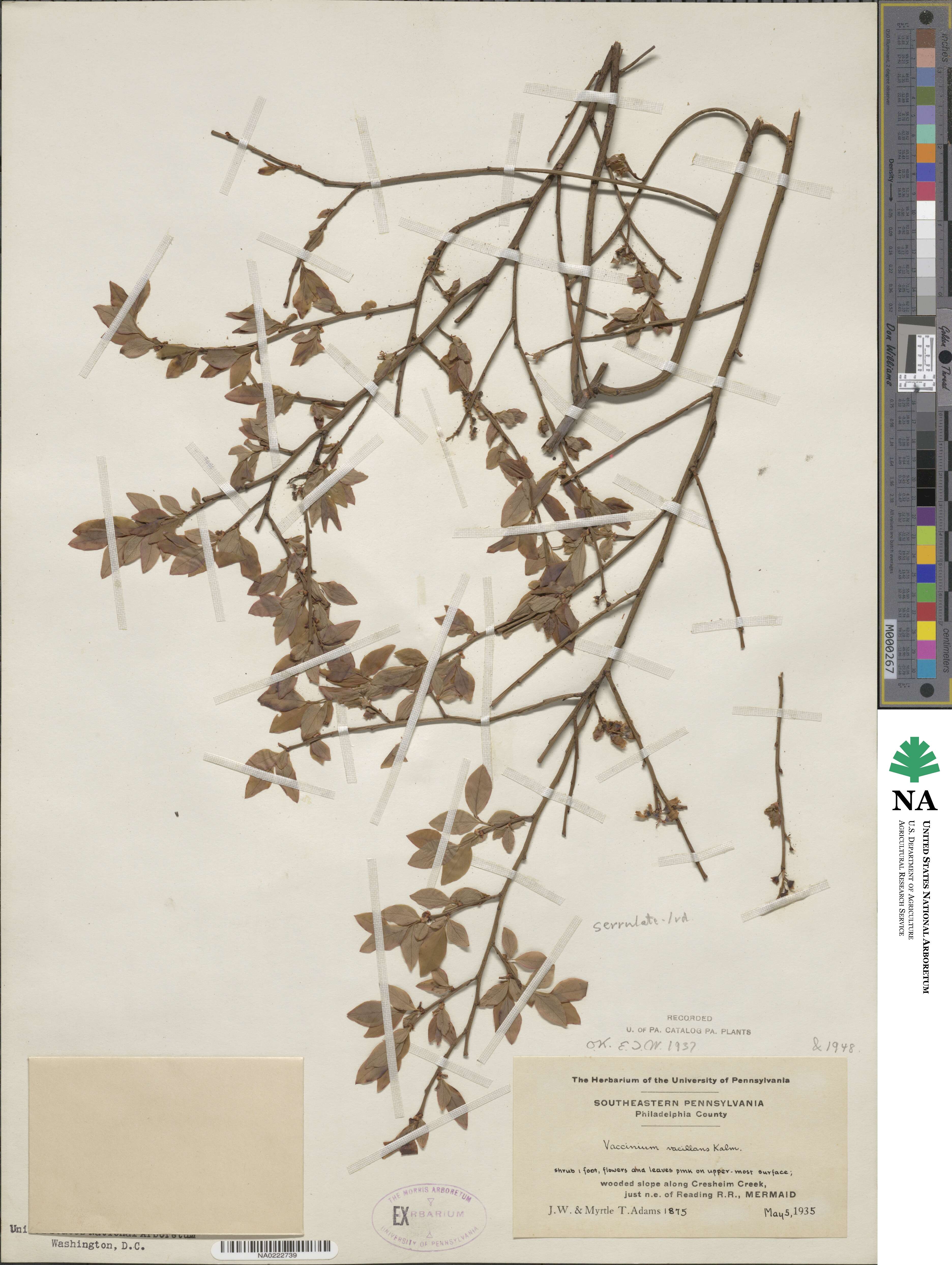 Vaccinium pallidum image