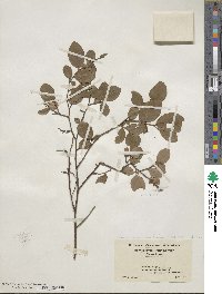 Vaccinium pallidum image