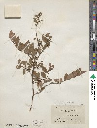 Vaccinium pallidum image