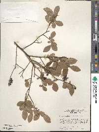 Vaccinium pallidum image