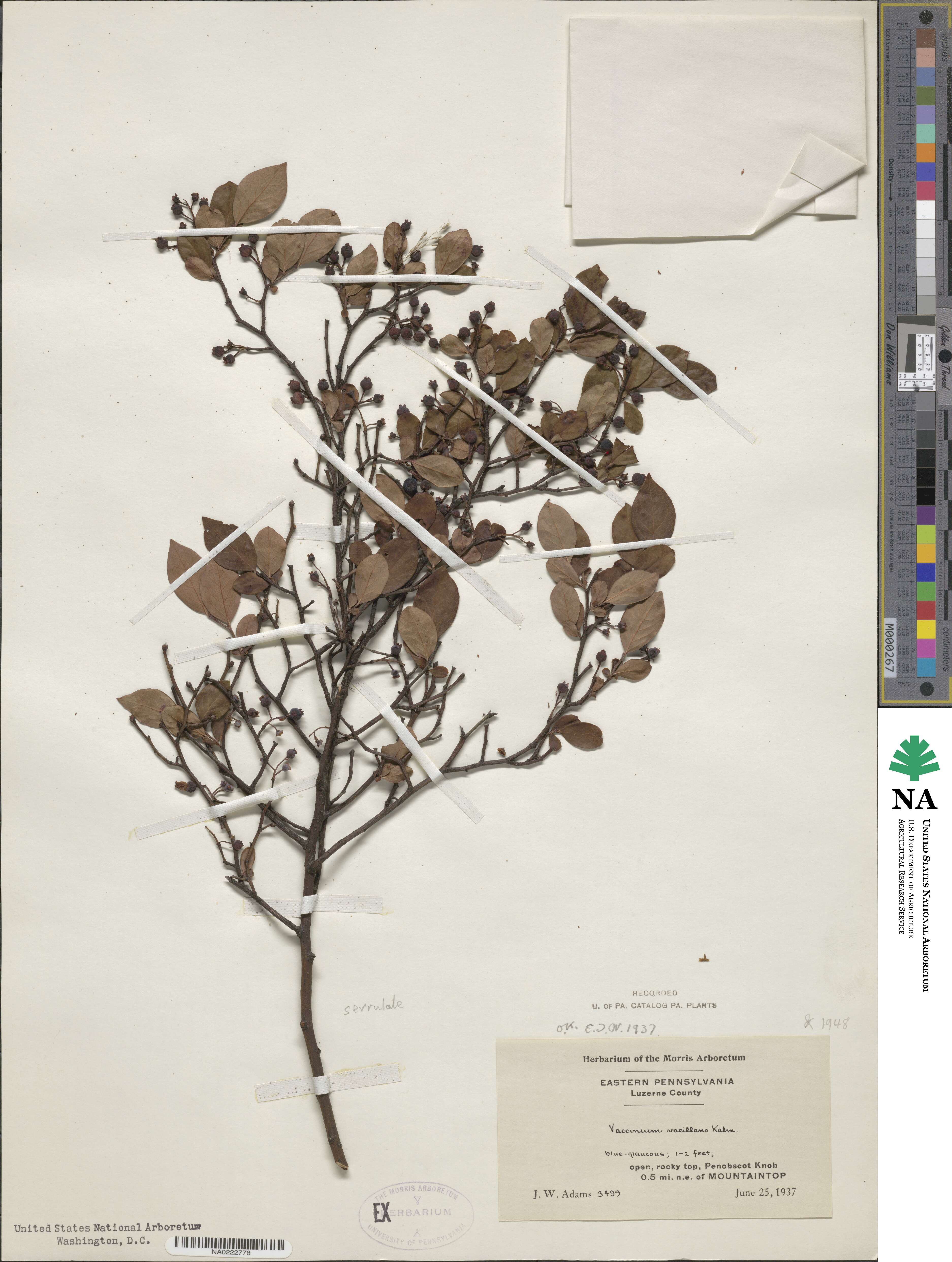 Vaccinium pallidum image