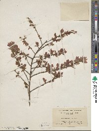 Vaccinium pallidum image