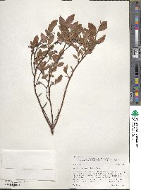 Vaccinium pallidum image