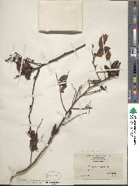 Vaccinium virgatum image