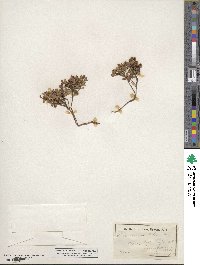 Vaccinium vitis-idaea image