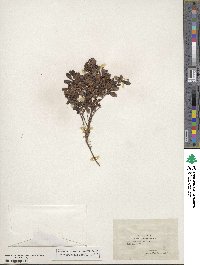 Vaccinium vitis-idaea image