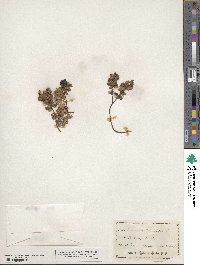 Vaccinium vitis-idaea image