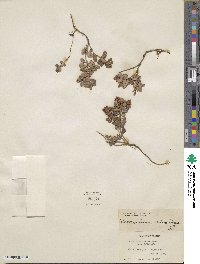 Vaccinium vitis-idaea image