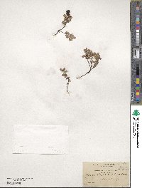 Vaccinium vitis-idaea image