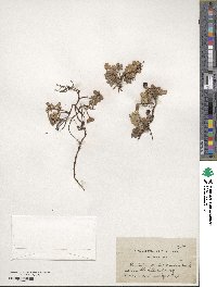 Vaccinium vitis-idaea image