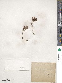 Vaccinium vitis-idaea image