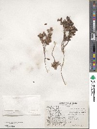 Vaccinium vitis-idaea image