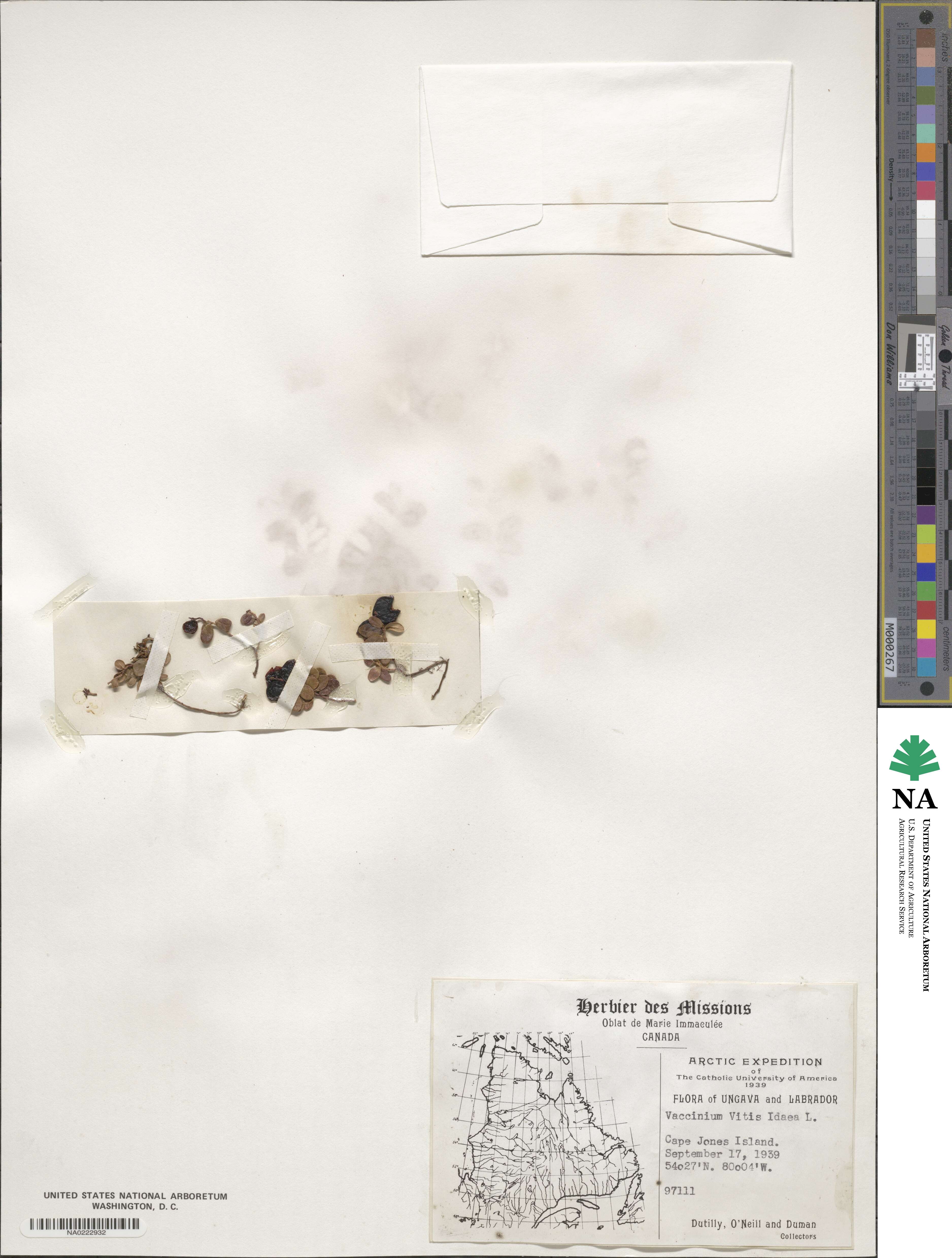 Vaccinium vitis-idaea image