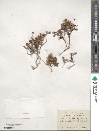 Vaccinium vitis-idaea image