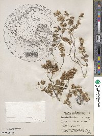 Vaccinium vitis-idaea subsp. minus image