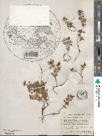 Vaccinium vitis-idaea image