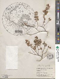 Vaccinium vitis-idaea subsp. minus image