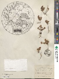 Vaccinium vitis-idaea subsp. minus image