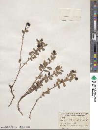 Vaccinium vitis-idaea image