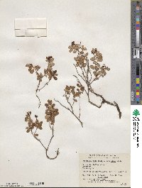 Vaccinium vitis-idaea image