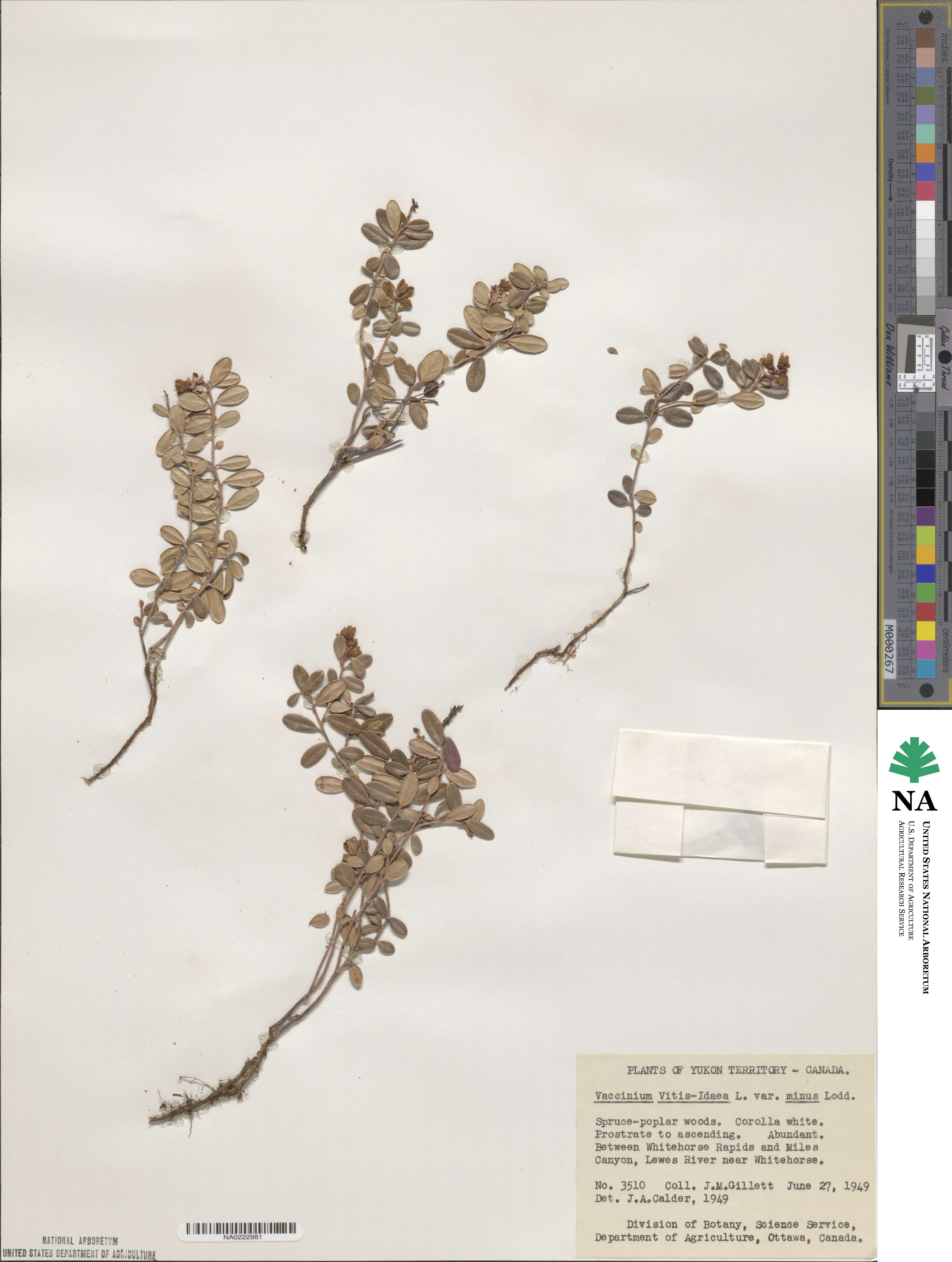 Vaccinium vitis-idaea subsp. minus image