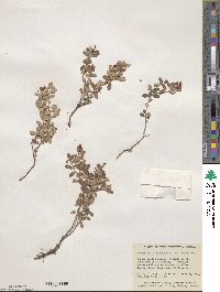 Vaccinium vitis-idaea image