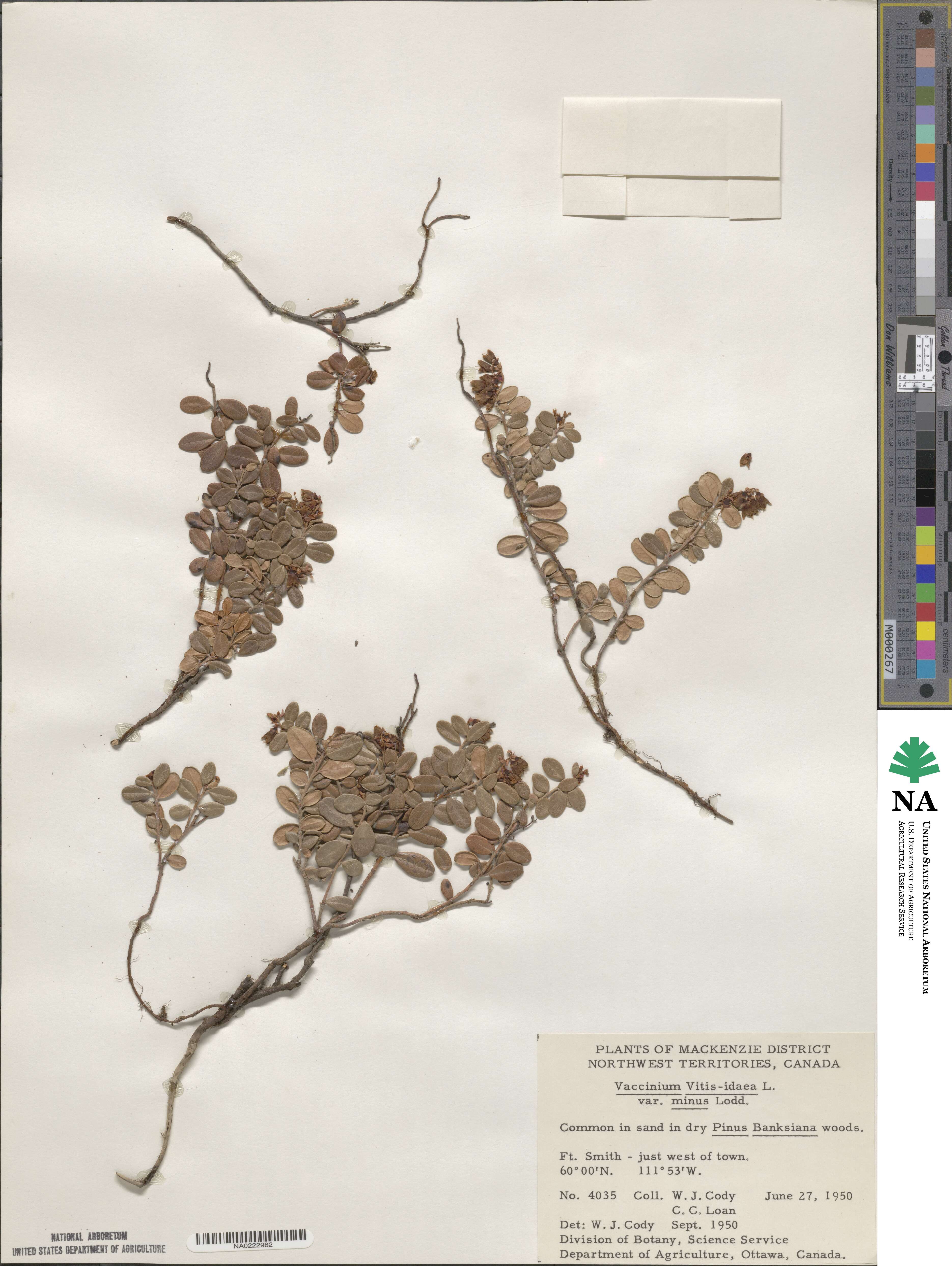 Vaccinium vitis-idaea subsp. minus image
