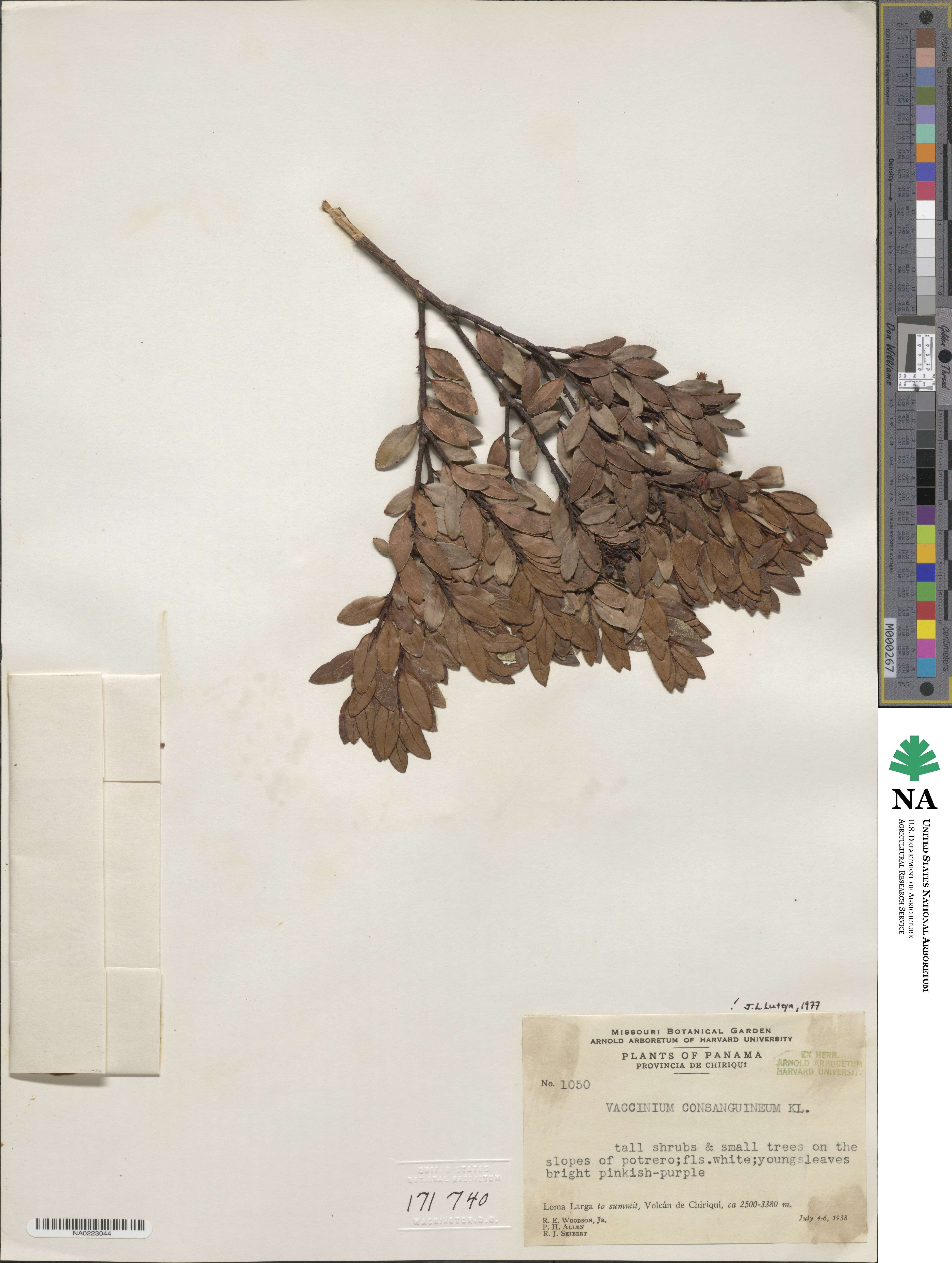 Vaccinium consanguineum image
