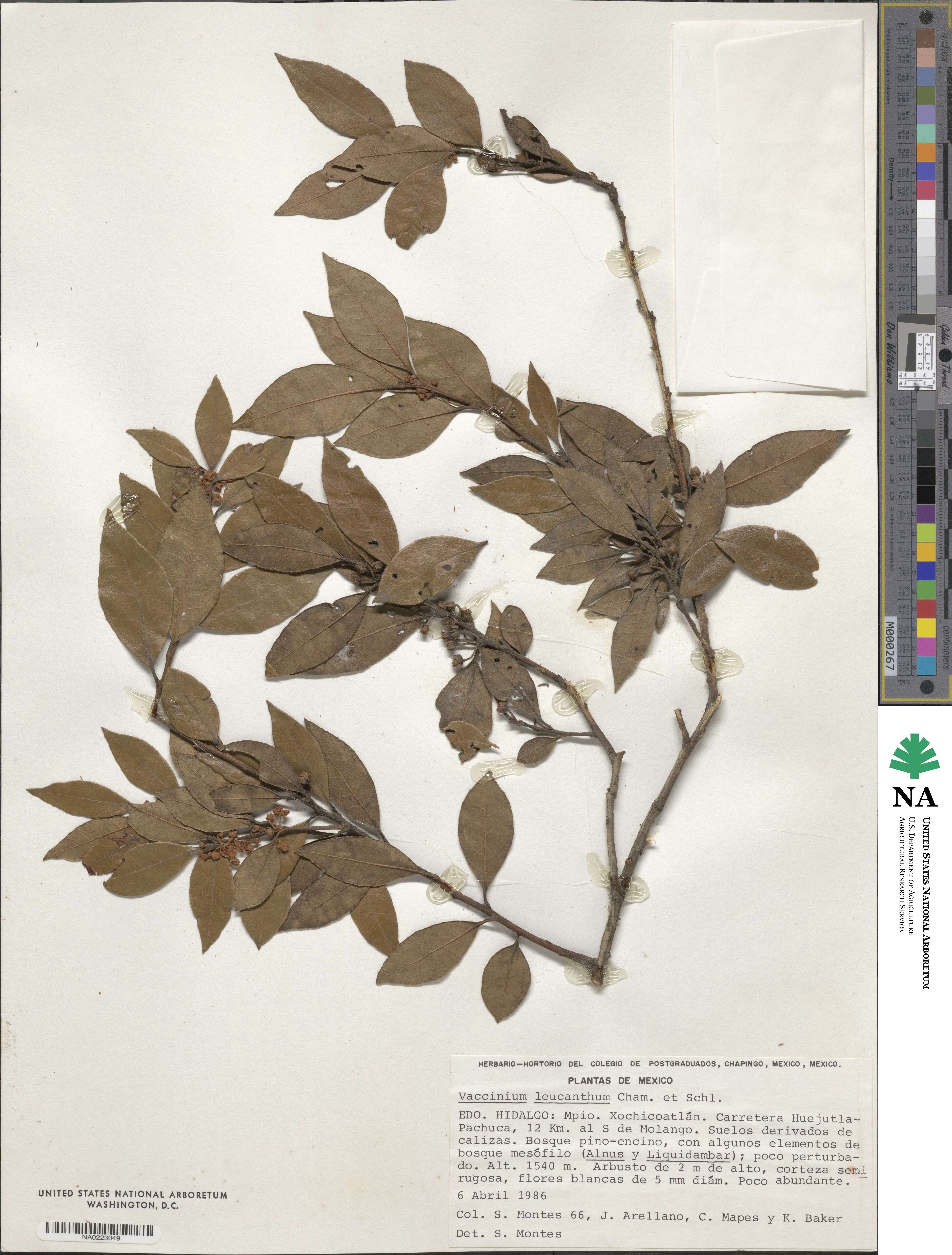 Vaccinium leucanthum image