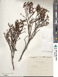 Vaccinium myrtillus image