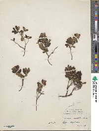 Vaccinium vitis-idaea image