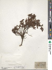 Vaccinium uliginosum image