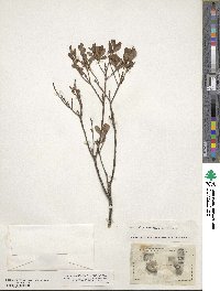 Vaccinium uliginosum image