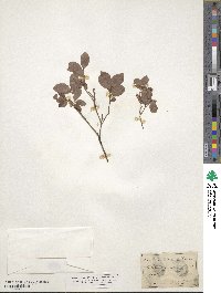 Vaccinium uliginosum image